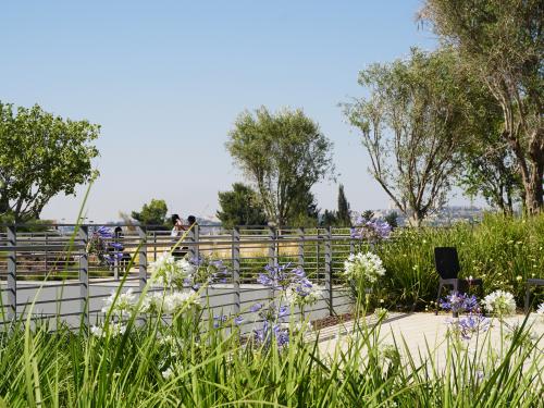 Roof garden with blue Lilies of the Nile and small trees